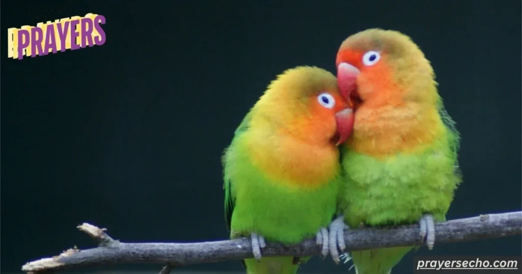 Love Birds