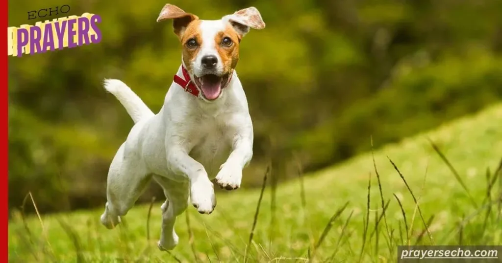 Your Pet Is Running Free And Happy